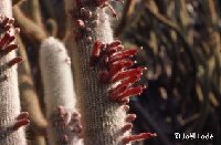 Cleistocactus strausii ©JLcoll.jpg